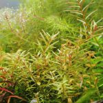 植栽から210日目　ロタラsp.　レインボー